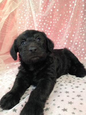 Male Standard schnoodle Puppy for sale DOB 2-22-15 $750 Great breeders for folks located in WI,IL,MN,IA